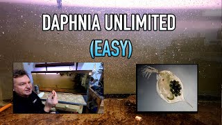 How I Raise Daphnia Water Fleas And You Can Too [upl. by Meng]