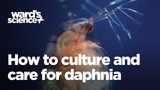 Caring and Culturing for Daphnia [upl. by Mctyre179]