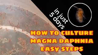 How to Culture Magna Daphnia Easily [upl. by Massey781]