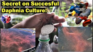 How to Culture Daphnia Successfully [upl. by Ahsienek]