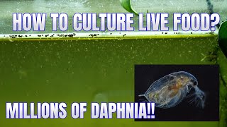 How to Culture Daphnia Secret Method to Breed MILLIONS  Simply Aquatic [upl. by Chancelor400]