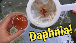 How I Culture Daphnia In Outdoor Tubs [upl. by Colombi]