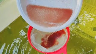 How to culture daphnia  Daphnia culture  How to grow daphnia outdoor [upl. by Netnerb]