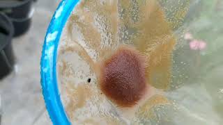 How to culture daphnia moina in a small container Part 1 English Subtitle [upl. by Heidt]