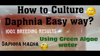 Daphnia MagnaHow to Culture Daphnia Easy wayCulturing Daphnia using Green water Daphnia [upl. by Akemet]