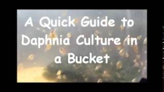 How to culture daphnia outside [upl. by Amby339]