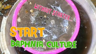 How to culture daphnia moina the easy way 1  Starting the Daphnia culture [upl. by Harts]