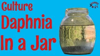 How to Culture Daphnia in a Jar [upl. by Ahsetan978]