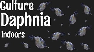 How to Culture Daphnia [upl. by Nna]