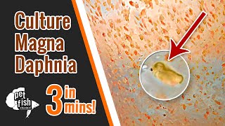 How to culture DAPHNIA MAGNA  The easy way [upl. by Valenta26]