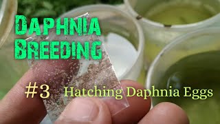 Daphnia Culture made simple and easy 3  Hatching Daphnia eggs [upl. by Imoan437]