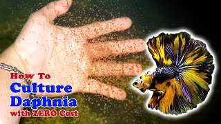 How to Culture Daphnia with ZERO Cost  Unlimited Live Food For Our Fish [upl. by Adnovahs]