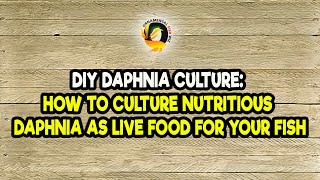 DIY Daphnia Culture How to Culture Nutritious Daphnia as Live Food for Your Fish [upl. by Nayve]