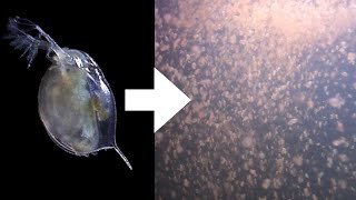 How I Culture Daphnia [upl. by Rim]