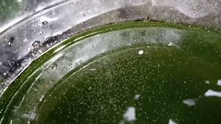 DAPHNIA MOINA CULTURE IN A SMALL BUCKET [upl. by Robert518]