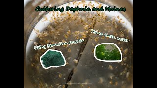 How To Culture Daphnia and Moinas using Green Water Spirulina powder [upl. by Leila387]