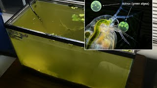 Raising Daphnia for the Freshwater Aquarium [upl. by Asselim950]