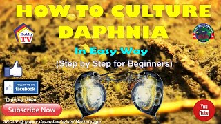 HOW TO CULTURE DAPHNIA In Easy Way [upl. by Talbott]